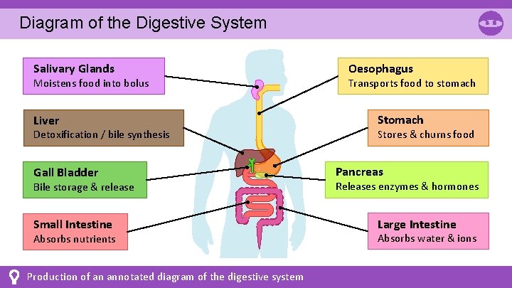 Diagram of the Digestive System Salivary Glands Moistens food into bolus Liver Detoxification / Diagram of the Digestive System Salivary Glands Moistens food into bolus Liver Detoxification /