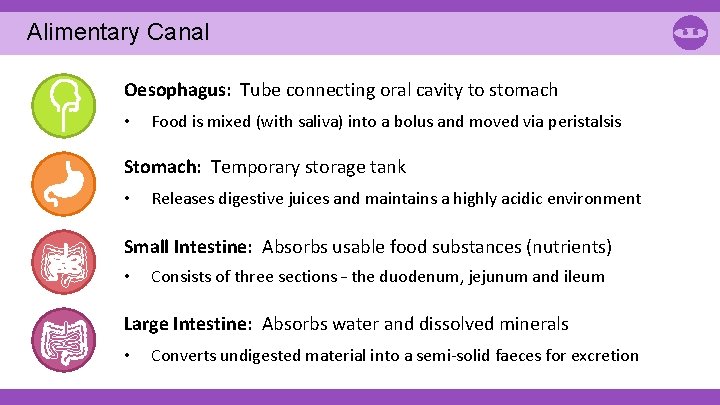 Alimentary Canal Oesophagus: Tube connecting oral cavity to stomach • Food is mixed (with Alimentary Canal Oesophagus: Tube connecting oral cavity to stomach • Food is mixed (with