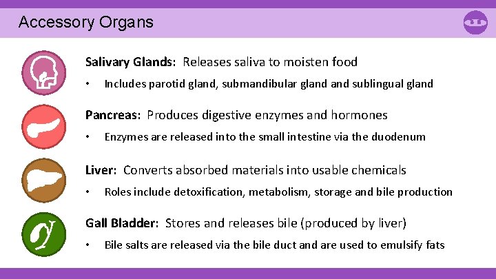 Accessory Organs Salivary Glands: Releases saliva to moisten food • Includes parotid gland, submandibular Accessory Organs Salivary Glands: Releases saliva to moisten food • Includes parotid gland, submandibular