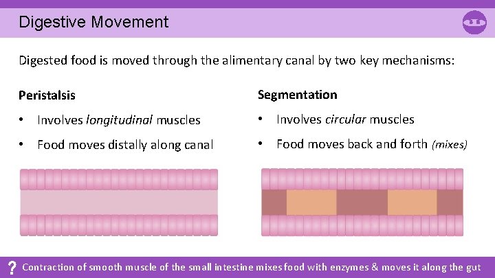 Digestive Movement Digested food is moved through the alimentary canal by two key mechanisms: Digestive Movement Digested food is moved through the alimentary canal by two key mechanisms:
