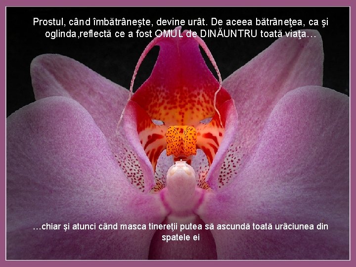 Prostul, când îmbătrâneşte, devine urât. De aceea bătrâneţea, ca şi oglinda, reflectă ce a Prostul, când îmbătrâneşte, devine urât. De aceea bătrâneţea, ca şi oglinda, reflectă ce a