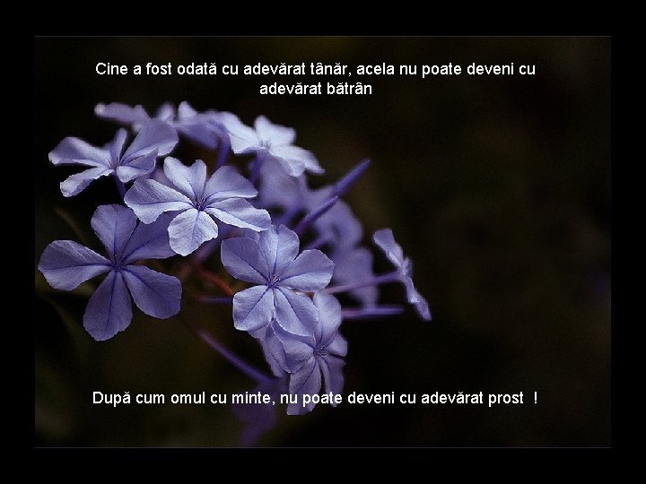 Cine a fost odată cu adevărat tânăr, acela nu poate deveni cu adevărat bătrân Cine a fost odată cu adevărat tânăr, acela nu poate deveni cu adevărat bătrân