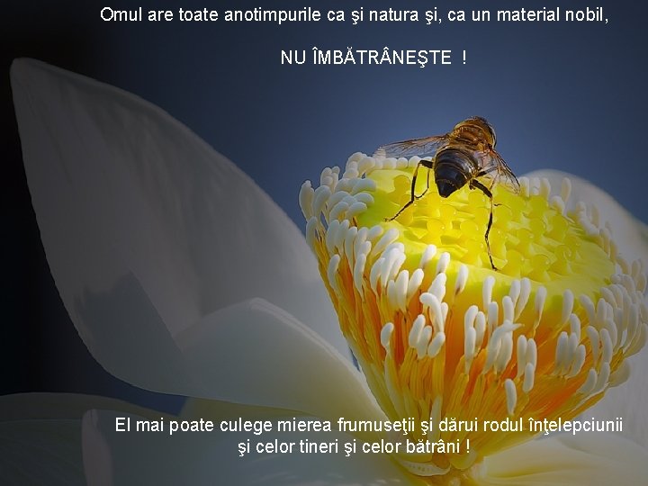 Omul are toate anotimpurile ca şi natura şi, ca un material nobil, NU ÎMBĂTR Omul are toate anotimpurile ca şi natura şi, ca un material nobil, NU ÎMBĂTR