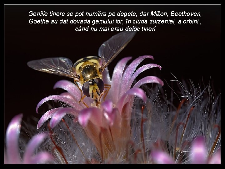 Geniile tinere se pot număra pe degete, dar Milton, Beethoven, Goethe au dat dovada Geniile tinere se pot număra pe degete, dar Milton, Beethoven, Goethe au dat dovada
