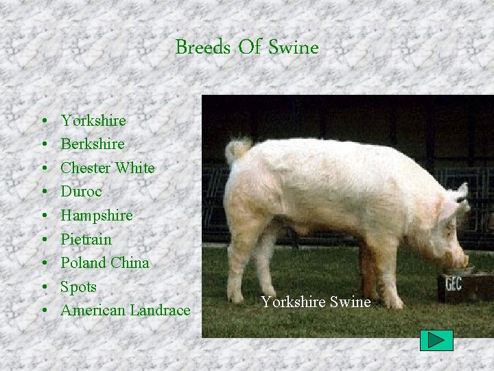 Breeds Of Swine • • • Yorkshire Berkshire Chester White Duroc Hampshire Pietrain Poland