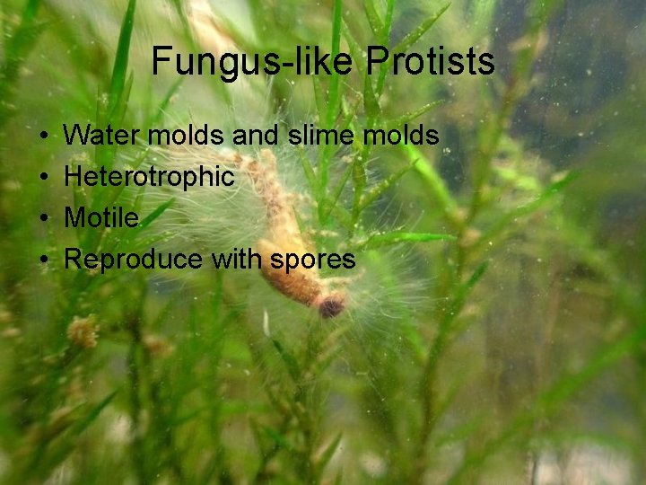 Fungus-like Protists • • Water molds and slime molds Heterotrophic Motile Reproduce with spores