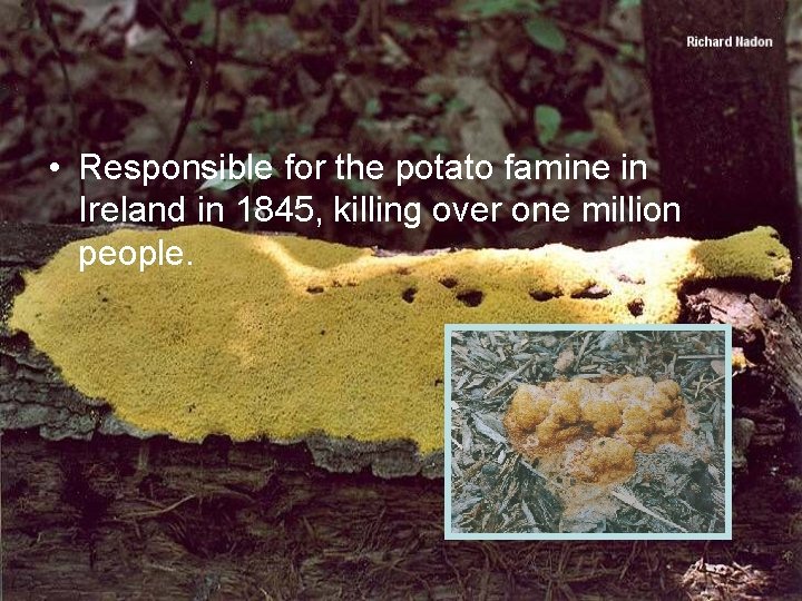 • Responsible for the potato famine in Ireland in 1845, killing over one