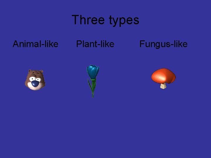 Three types Animal-like Plant-like Fungus-like 