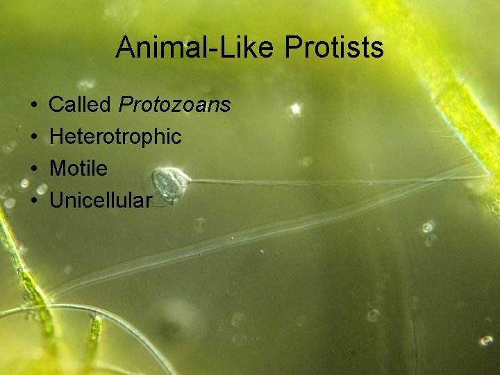 Animal-Like Protists • • Called Protozoans Heterotrophic Motile Unicellular 