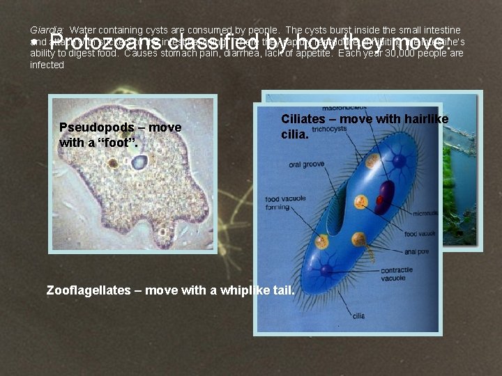 Giardia: Water containing cysts are consumed by people. The cysts burst inside the small