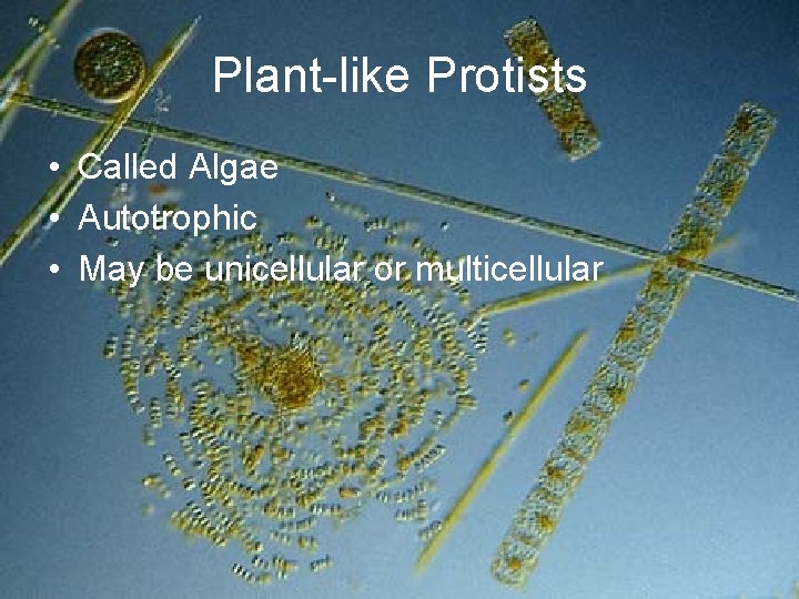 Plant-like Protists • Called Algae • Autotrophic • May be unicellular or multicellular 