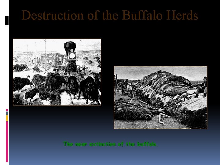 Destruction of the Buffalo Herds The near extinction of the buffalo. 