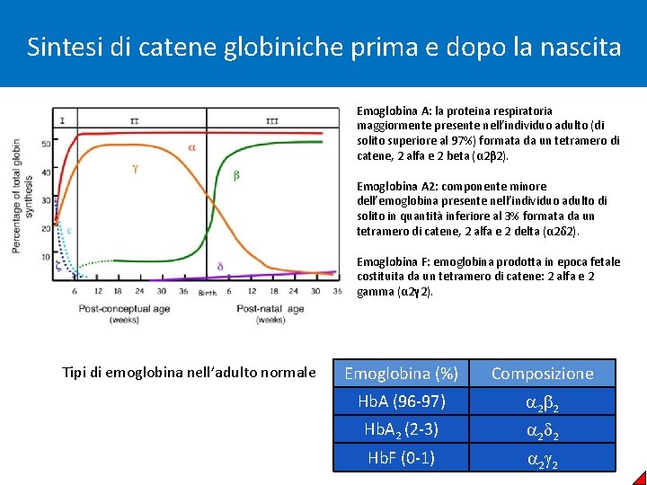 Sintesi di catene globiniche prima e dopo la nascita Emoglobina A: la proteina respiratoria