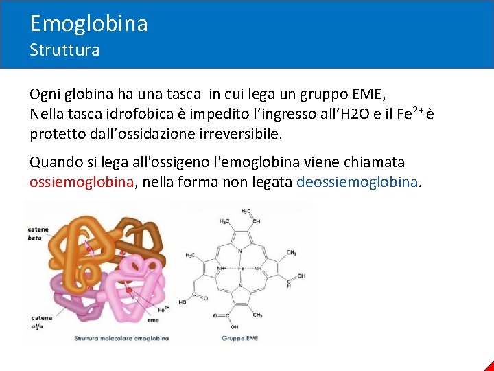 Emoglobina Struttura Ogni globina ha una tasca in cui lega un gruppo EME, Nella