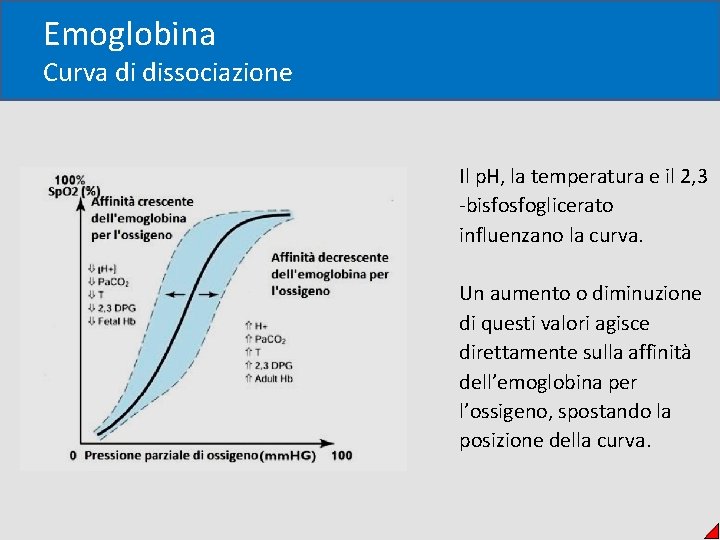 Emoglobina Curva di dissociazione Il p. H, la temperatura e il 2, 3 -bisfosfoglicerato