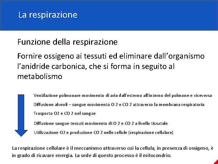 La respirazione Funzione della respirazione Fornire ossigeno ai tessuti ed eliminare dall’organismo l’anidride carbonica,