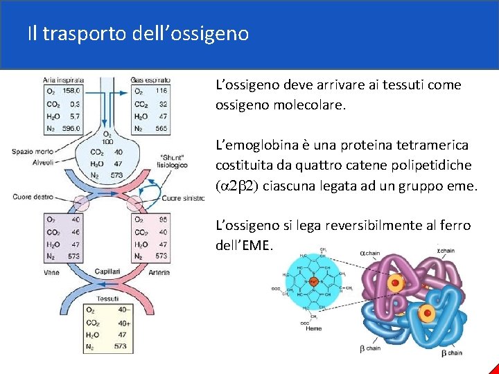Il trasporto dell’ossigeno L’ossigeno deve arrivare ai tessuti come ossigeno molecolare. L’emoglobina è una