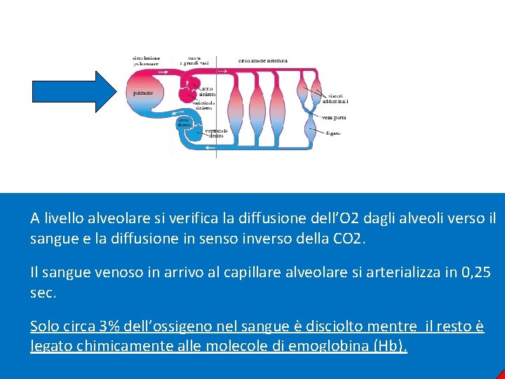 A livello alveolare si verifica la diffusione dell’O 2 dagli alveoli verso il sangue