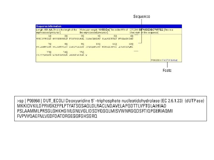 Ex 1 DNA to Amino Acid Sequence From