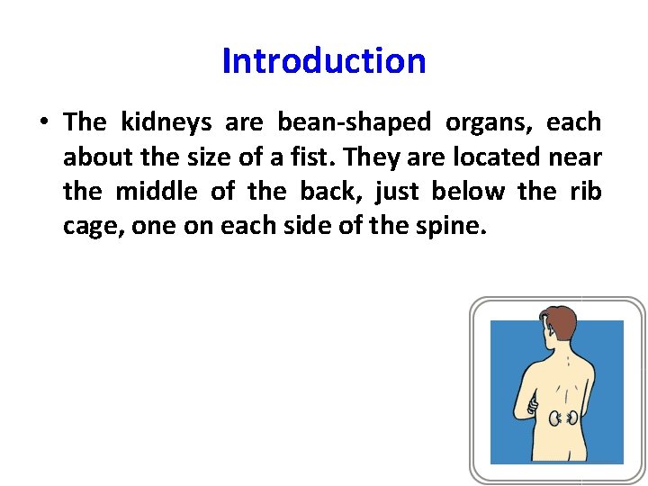 Introduction • The kidneys are bean-shaped organs, each about the size of a fist.