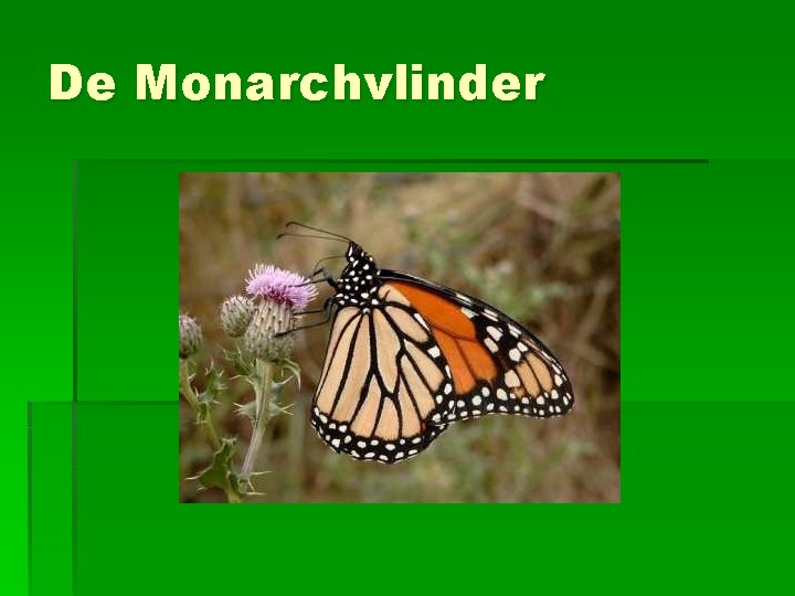 De Monarchvlinder 