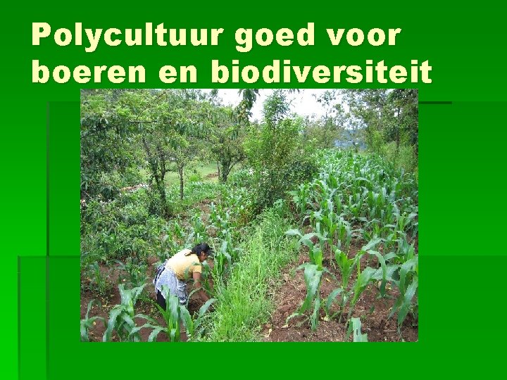 Polycultuur goed voor boeren en biodiversiteit 