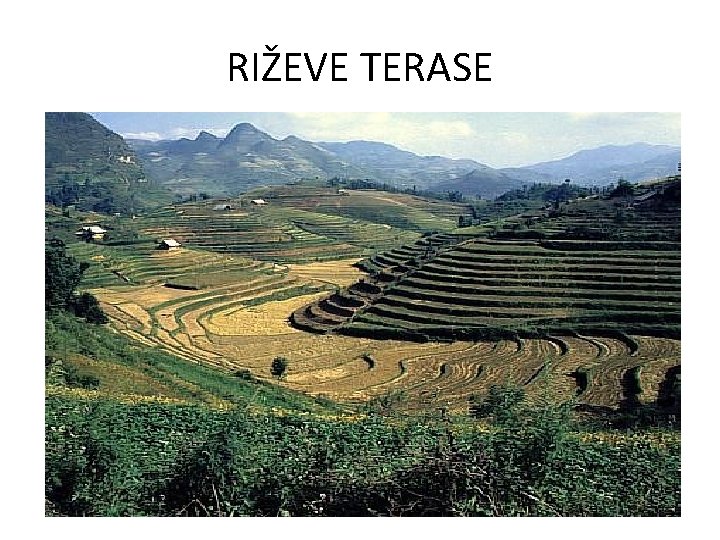 RIŽEVE TERASE 