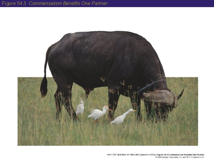 Figure 54. 3 Commensalism Benefits One Partner 