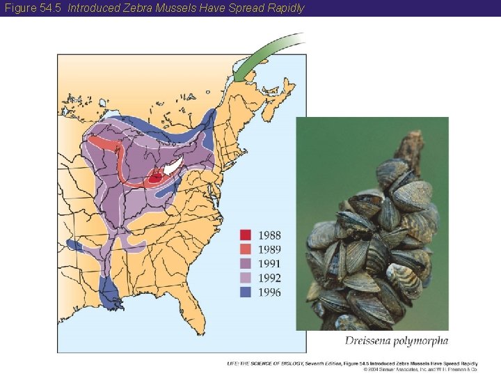 Figure 54. 5 Introduced Zebra Mussels Have Spread Rapidly 