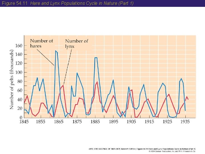 Figure 54. 11 Hare and Lynx Populations Cycle in Nature (Part 1) 