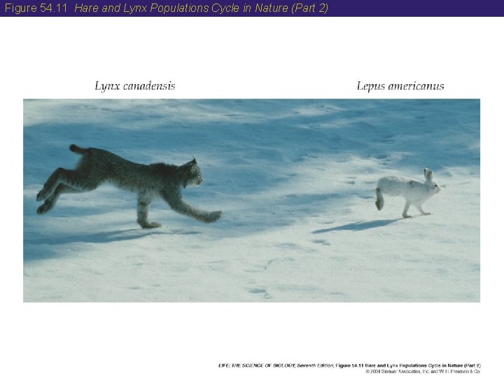 Figure 54. 11 Hare and Lynx Populations Cycle in Nature (Part 2) 