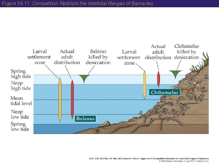 Figure 54. 17 Competition Restricts the Intertidal Ranges of Barnacles 