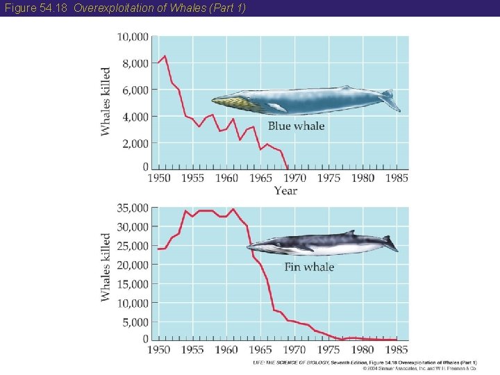 Figure 54. 18 Overexploitation of Whales (Part 1) 