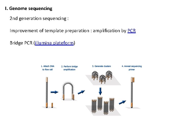 I. Genome sequencing 2 nd generation sequencing : Improvement of template preparation : amplification