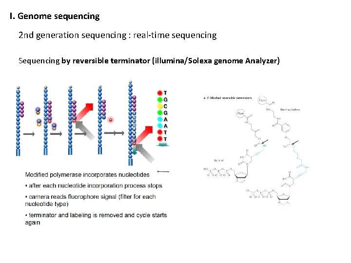 I. Genome sequencing 2 nd generation sequencing : real-time sequencing Sequencing by reversible terminator