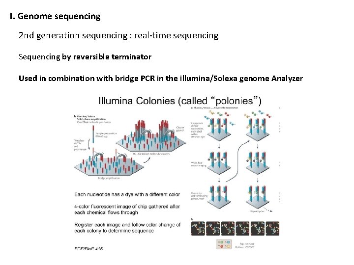 I. Genome sequencing 2 nd generation sequencing : real-time sequencing Sequencing by reversible terminator