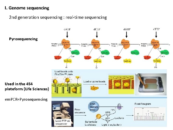 I. Genome sequencing 2 nd generation sequencing : real-time sequencing Pyrosequencing Used in the