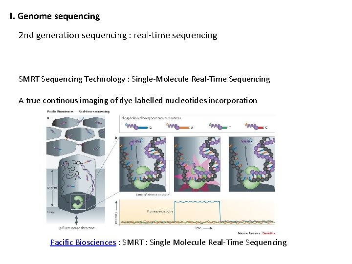I. Genome sequencing 2 nd generation sequencing : real-time sequencing SMRT Sequencing Technology :