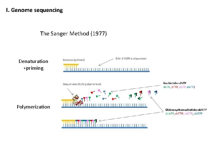 I. Genome sequencing The Sanger Method (1977) Denaturation +priming Polymerization 