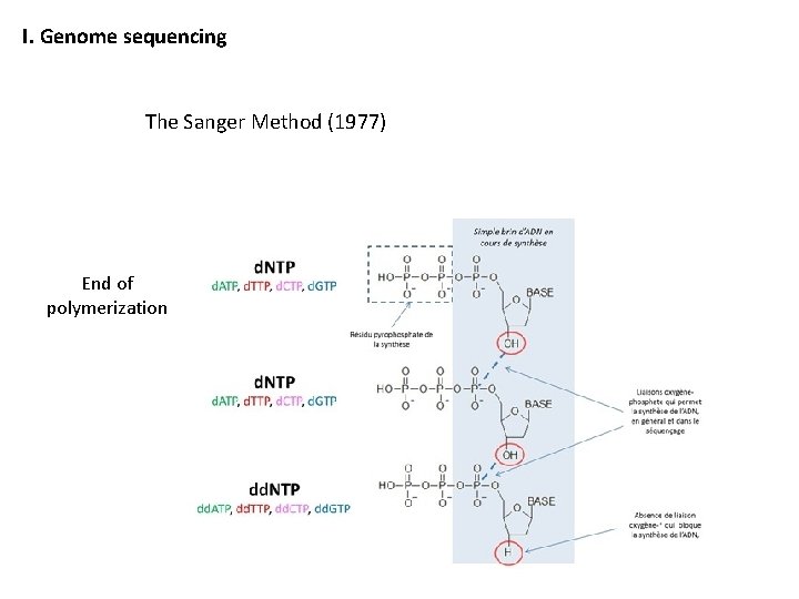I. Genome sequencing The Sanger Method (1977) End of polymerization 