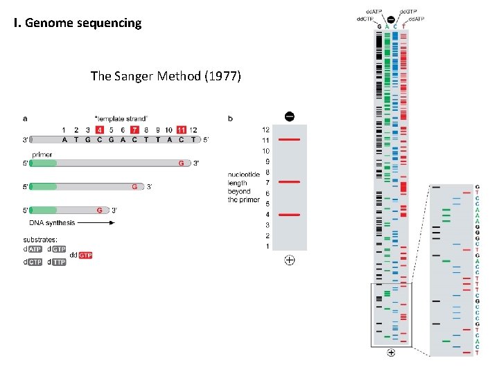 I. Genome sequencing The Sanger Method (1977) 