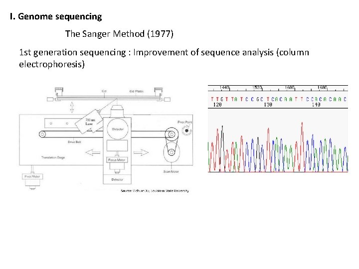 I. Genome sequencing The Sanger Method (1977) 1 st generation sequencing : Improvement of