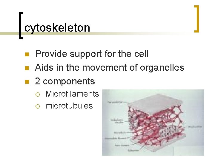 cytoskeleton n Provide support for the cell Aids in the movement of organelles 2