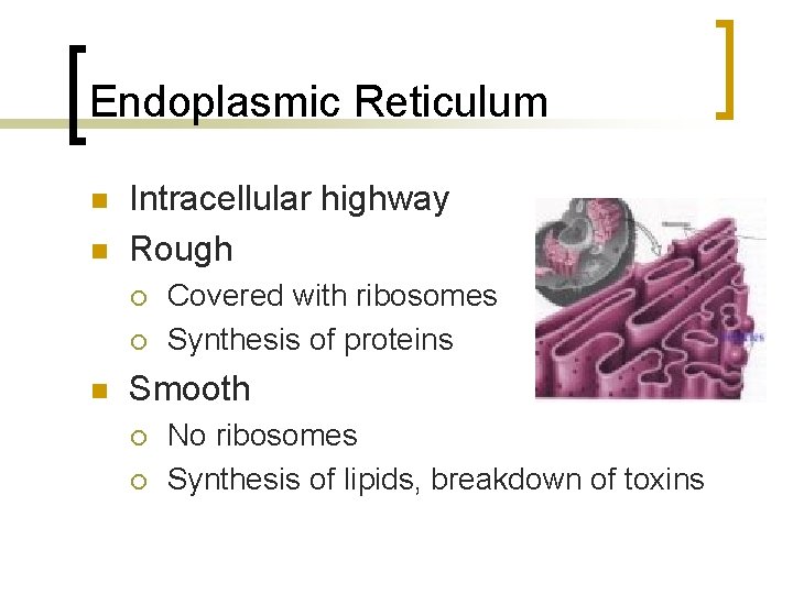 Endoplasmic Reticulum n n Intracellular highway Rough ¡ ¡ n Covered with ribosomes Synthesis