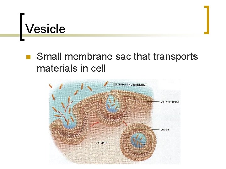 Vesicle n Small membrane sac that transports materials in cell 