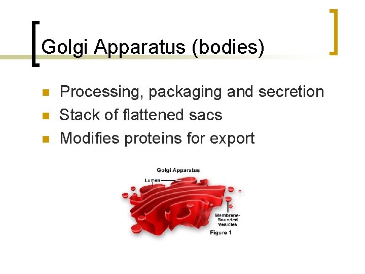 Golgi Apparatus (bodies) n n n Processing, packaging and secretion Stack of flattened sacs