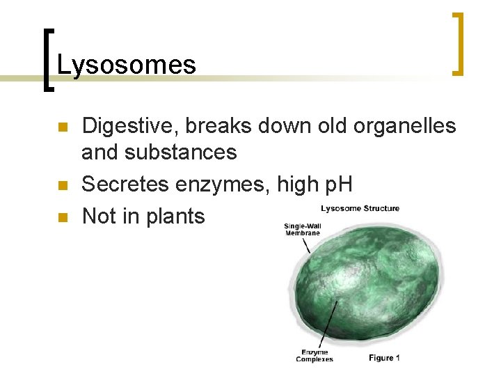 Lysosomes n n n Digestive, breaks down old organelles and substances Secretes enzymes, high