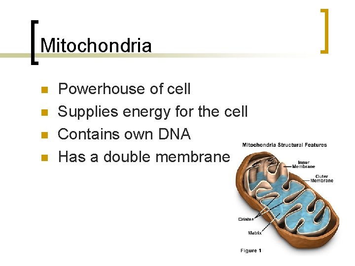 Mitochondria n n Powerhouse of cell Supplies energy for the cell Contains own DNA