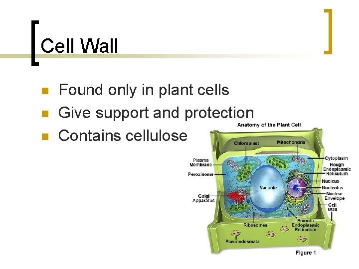 Cell Wall n n n Found only in plant cells Give support and protection