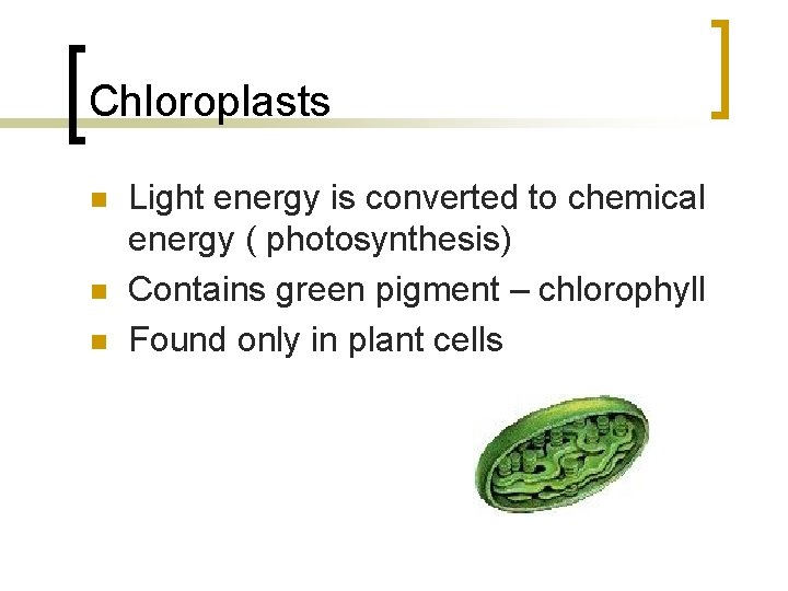 Chloroplasts n n n Light energy is converted to chemical energy ( photosynthesis) Contains